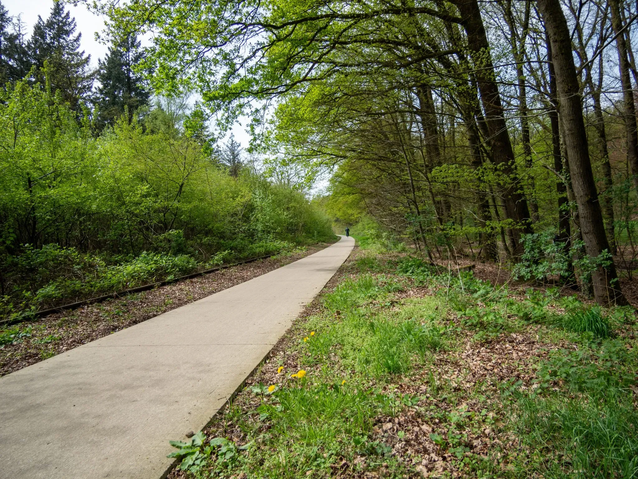 A paved path running through green woodland